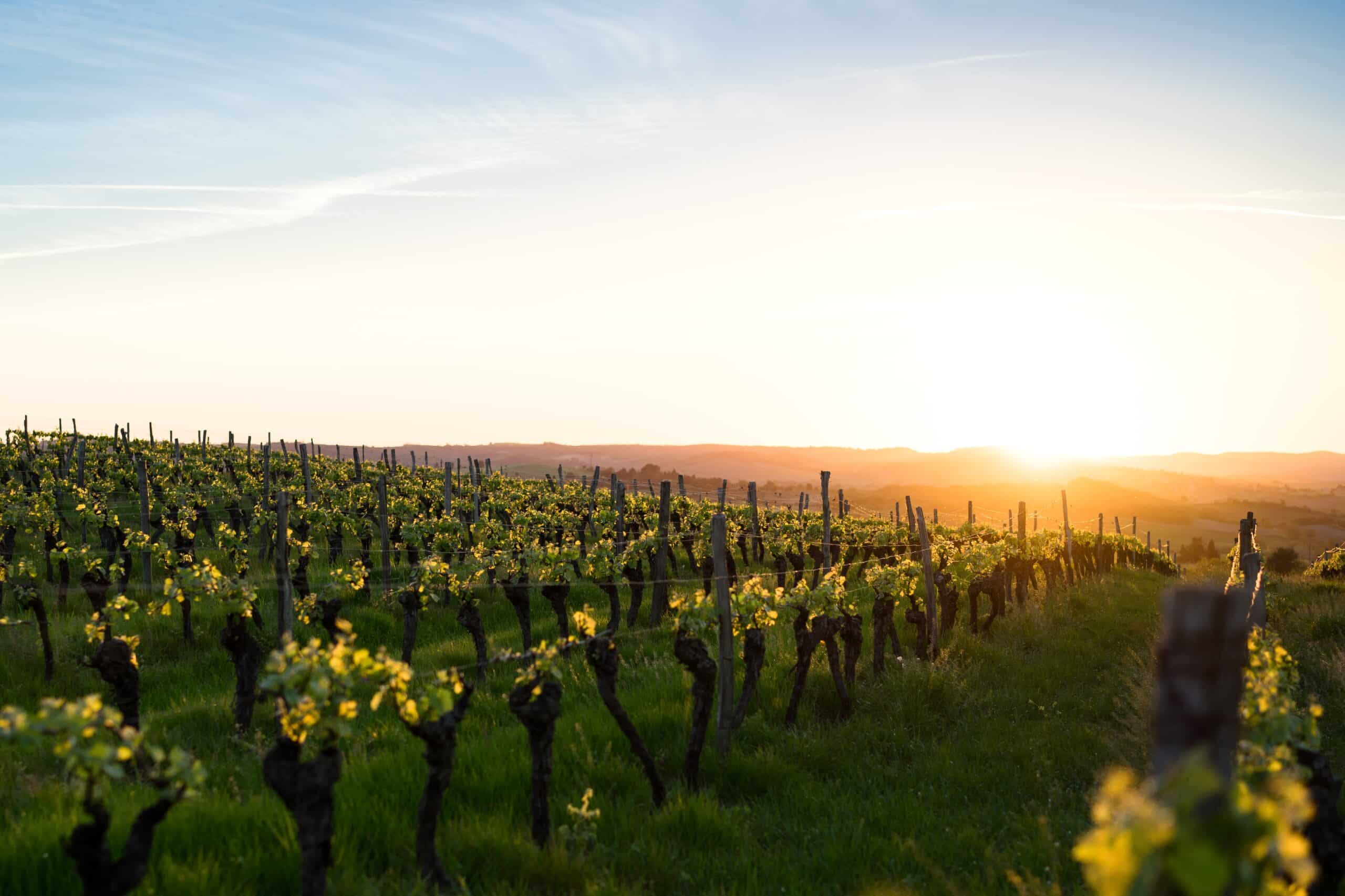 Nyd den populære Chateauneuf du Pape-vin