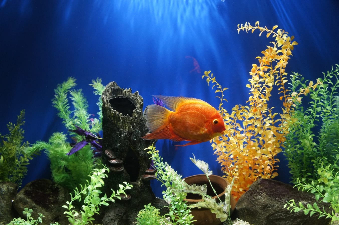 Akvariefisk kan give liv i huset